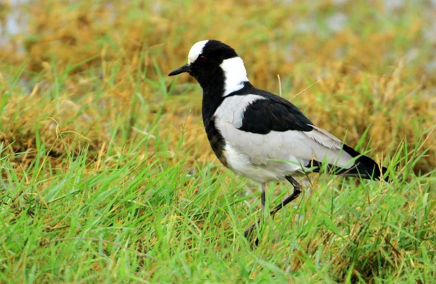 PLOVER  BLACKSMITH.    Lake Nakuru.jpg