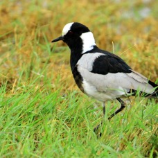 PLOVER  BLACKSMITH.    Lake Nakuru.jpg