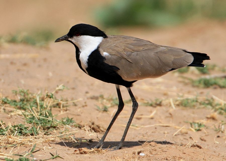 PLOVER..          SPUR- WINGED.   Samburu.jpg