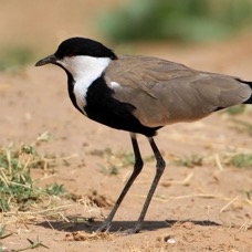 PLOVER..          SPUR- WINGED.   Samburu.jpg