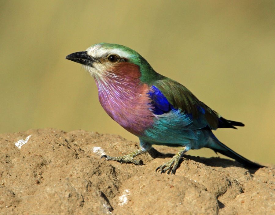 ROLLER         LILAC  BREASTED.  Masai Mara.jpg