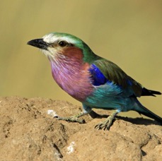 ROLLER         LILAC  BREASTED.  Masai Mara.jpg