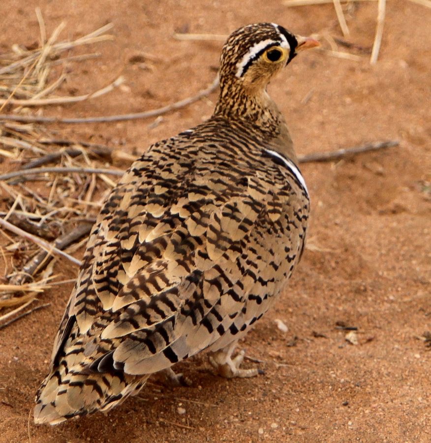 SANDGROUSE BLACK FACED  male    Samburu.jpg