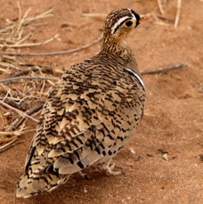 SANDGROUSE BLACK FACED  male    Samburu.jpg