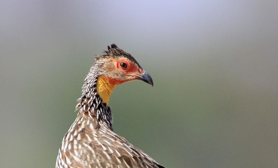 SPURFOWL  YELLOW NECKED Samburu.jpg
