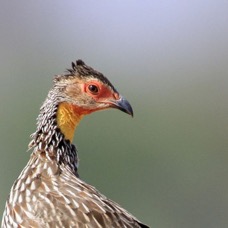 SPURFOWL  YELLOW NECKED Samburu.jpg