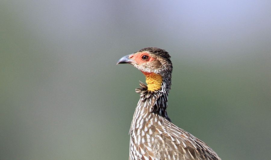 SPURFOWL YELLOW NECKED Samburu.jpg