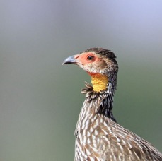 SPURFOWL YELLOW NECKED Samburu.jpg