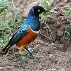 STARLING   SUPERB.         LAKE Nakuru.jpg
