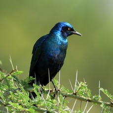 STARLING  GREATER BLUE EARED GLOSSY. Lake Nakuru.jpg