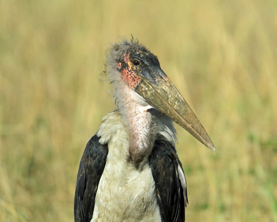 STORK              MARABOU.   Masai Mara.jpg