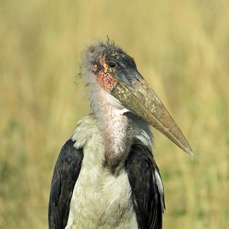 STORK              MARABOU.   Masai Mara.jpg