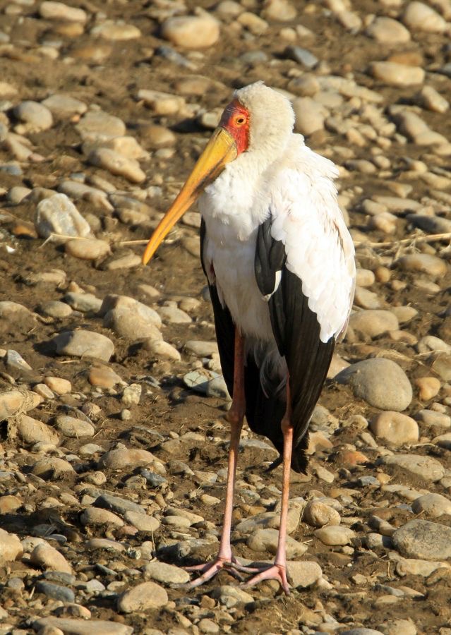 STORK      YELLOW-BILLED.   Masai Mara.jpg