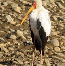 STORK      YELLOW-BILLED.   Masai Mara.jpg
