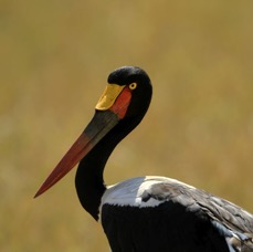 STORK    SADDLE-BILLED female.          Masai  Mara.jpg