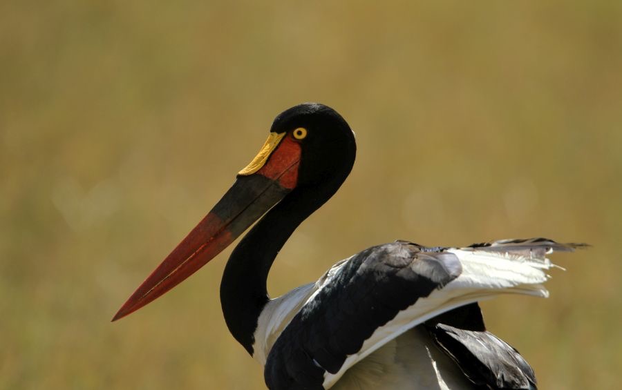 STORK   SADDLE_BILLED   female           Masai Mara.jpg