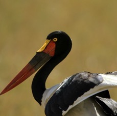 STORK   SADDLE_BILLED   female           Masai Mara.jpg