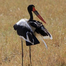 STORK.             SADDLE-BILLED  female           Masai Mara.jpg