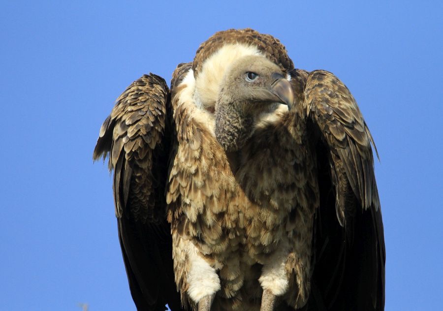 VULTURE         RUPPELLS     GRIFFON..      Masai Mara.jpg