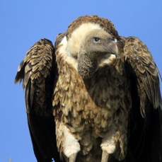 VULTURE         RUPPELLS     GRIFFON..      Masai Mara.jpg