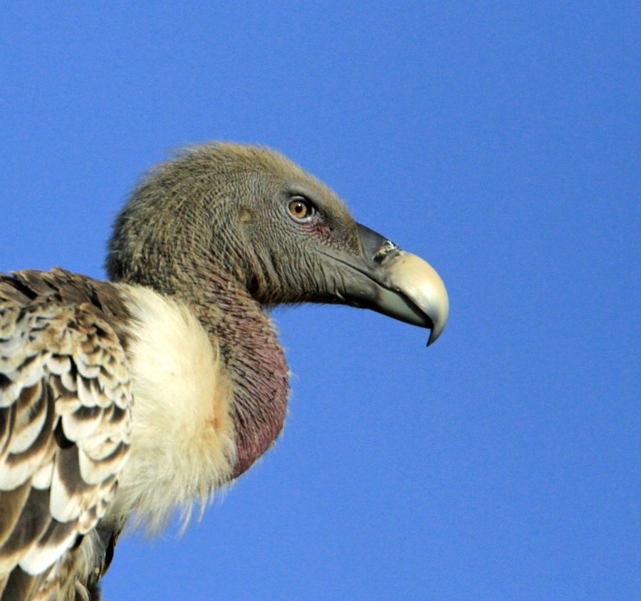 VULTURE         RUPPELLS GRIFFON.      Masai Mara.jpg