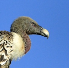 VULTURE         RUPPELLS GRIFFON.      Masai Mara.jpg