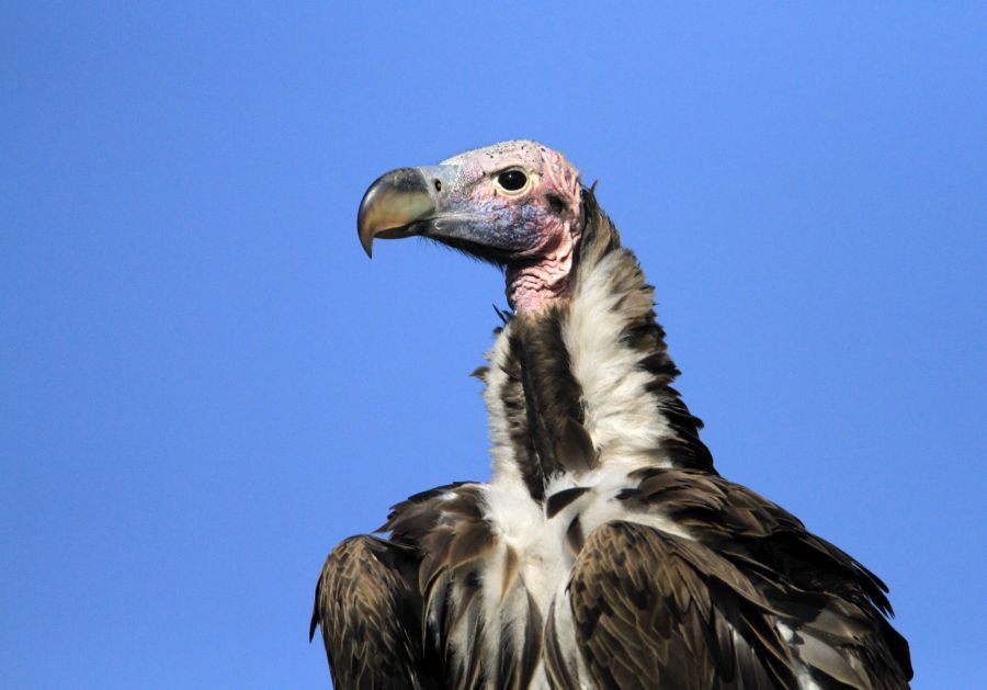 VULTURE   LAPPET_FACED.  Masai Mara.jpg