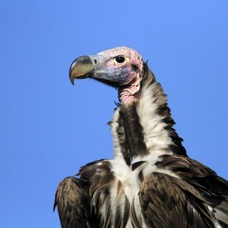 VULTURE   LAPPET_FACED.  Masai Mara.jpg