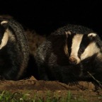 03 MOTHER &  CUB.jpg
