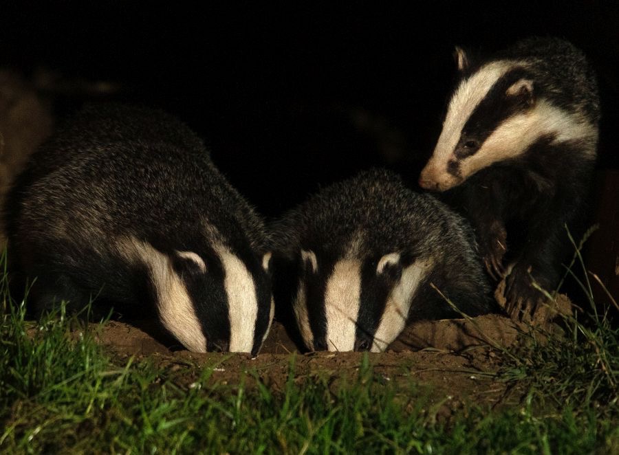 04 MOTHER               & 2 CUBS.jpg