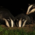 04 MOTHER               & 2 CUBS.jpg
