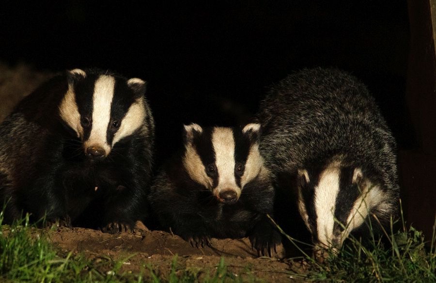 05 MOTHER               & 2 CUBS (2).jpg