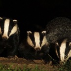 05 MOTHER               & 2 CUBS (2).jpg