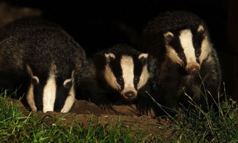06 MOTHER               & 2 CUBS (3).jpg