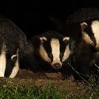 06 MOTHER               & 2 CUBS (3).jpg