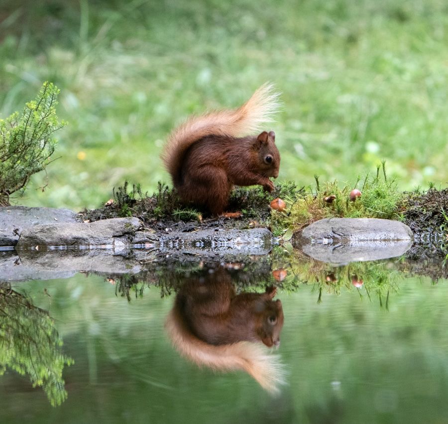 07 RED SQUIRREL  reflection.jpg