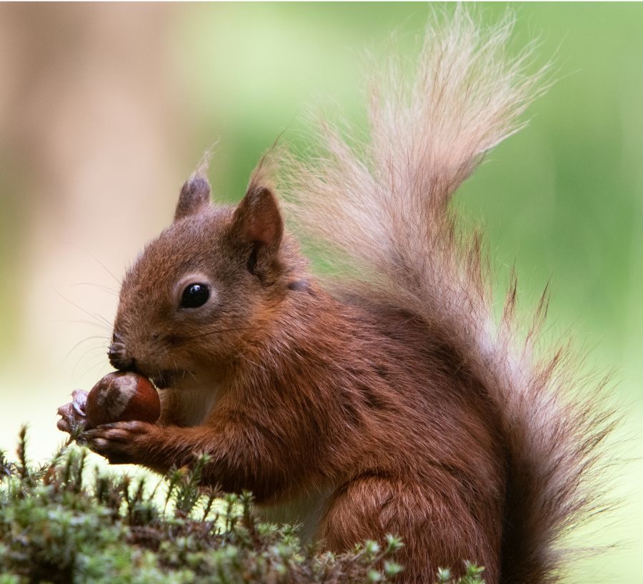 08 RED SQUIRREL     with Horse Chestnut.jpg