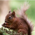 08 RED SQUIRREL     with Horse Chestnut.jpg