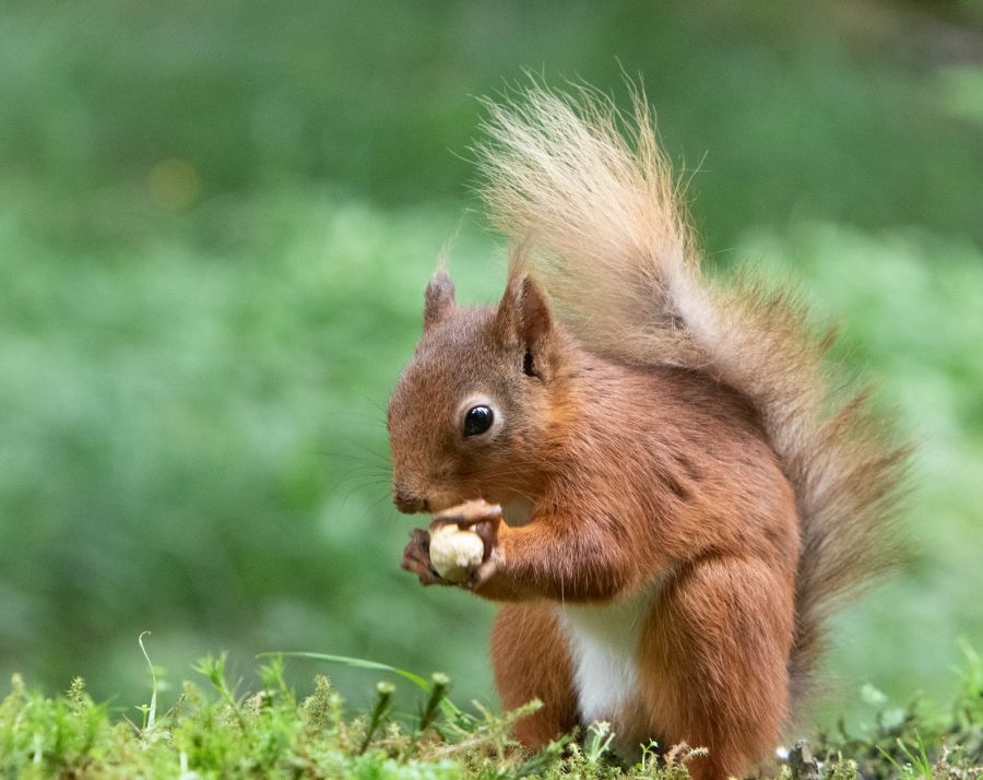 09 RED SQUIRREL  enjoying  a meal.jpg