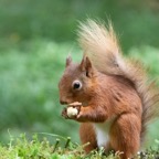 09 RED SQUIRREL  enjoying  a meal.jpg