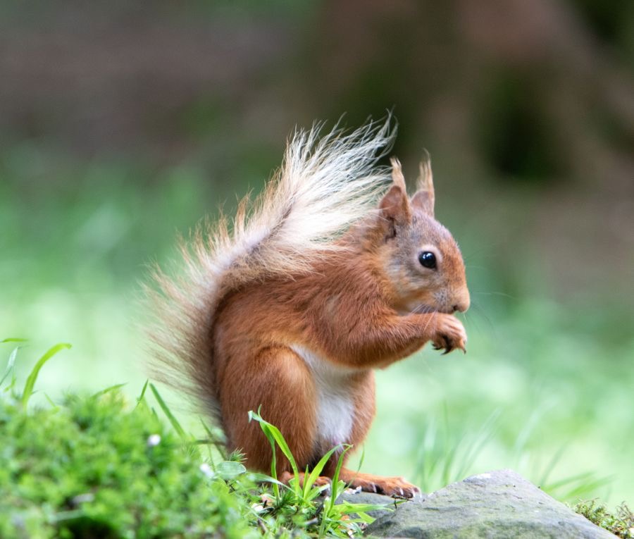 10 RED SQUIRREL    with Tufts.jpg
