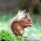 10 RED SQUIRREL    with Tufts.jpg