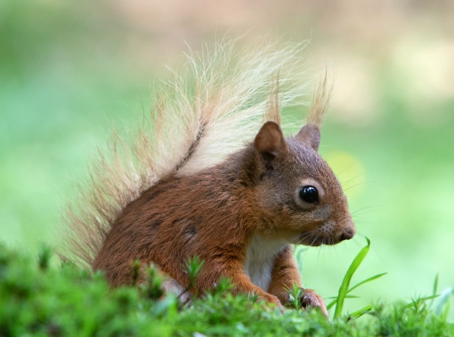 11 RED SQUIRREL  contemplating.jpg
