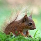 11 RED SQUIRREL  contemplating.jpg