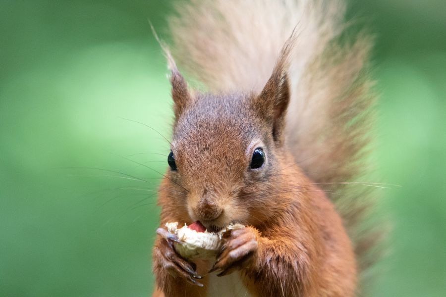 12 RED SQUIRREL  with prominent Tufts.jpg