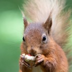 12 RED SQUIRREL  with prominent Tufts.jpg