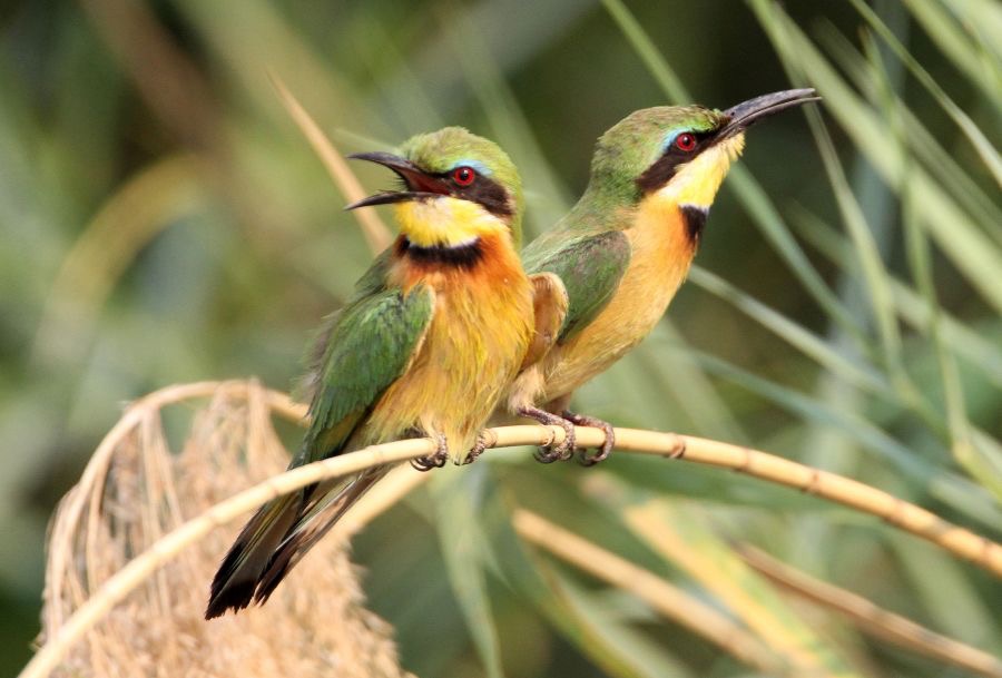BEE-EATER  LITTLE.jpg