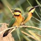 BEE-EATER  LITTLE.jpg
