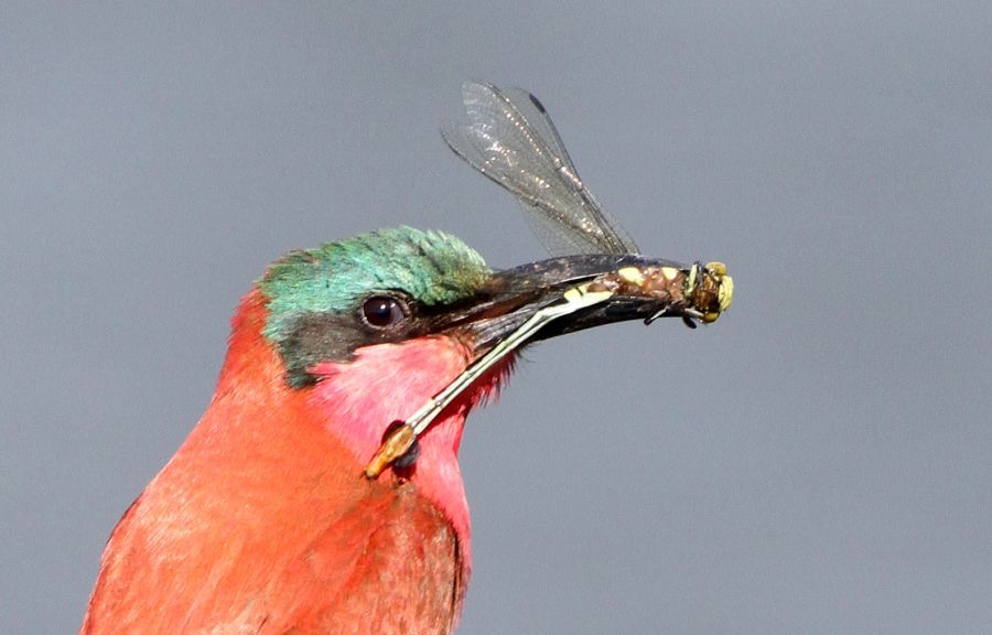 BEE-EATER  SOUTHERN  CARMINE..JPG