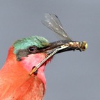 BEE-EATER  SOUTHERN  CARMINE..JPG